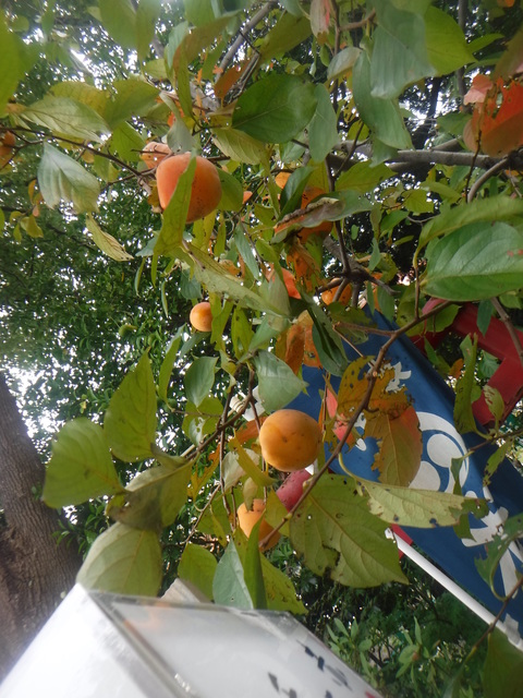 DSCF4517.JPG