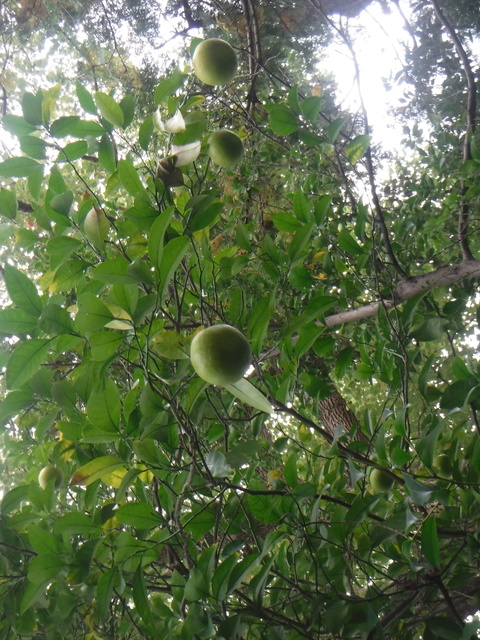 DSCF4518.JPG