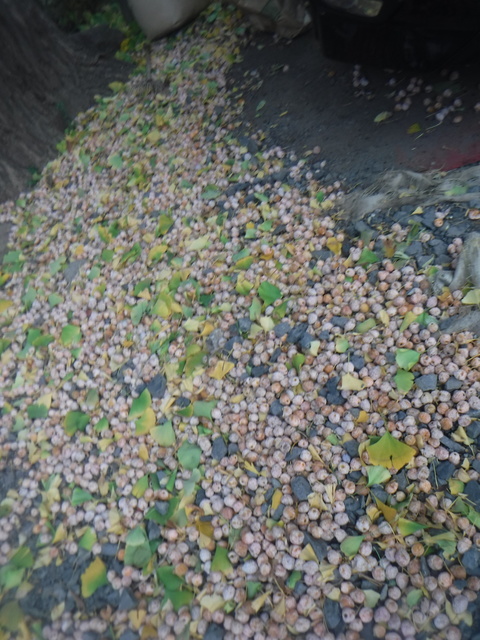 DSCF4563.JPG