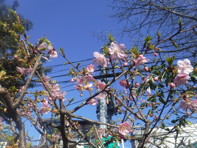 DSCF4800.JPG
