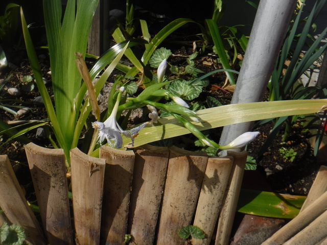DSCF4840.JPG