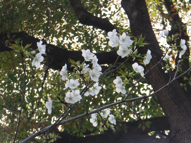 DSCF4852.JPG
