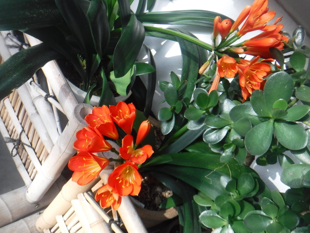 DSCF4881.JPG