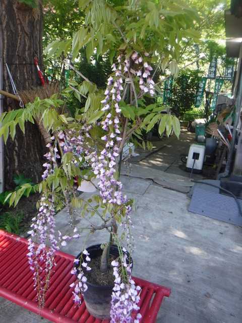 DSCF4905.JPG