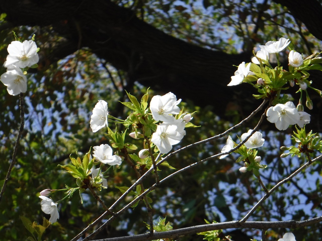 DSCF5661.JPG