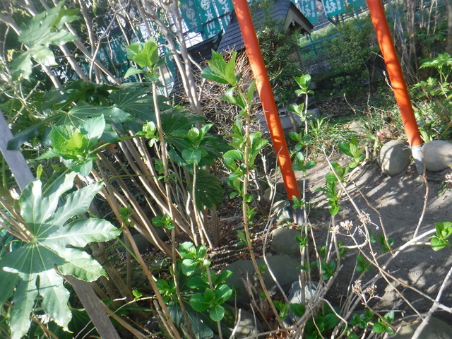 DSCF5668.JPG