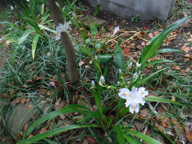 DSCF5703.JPG