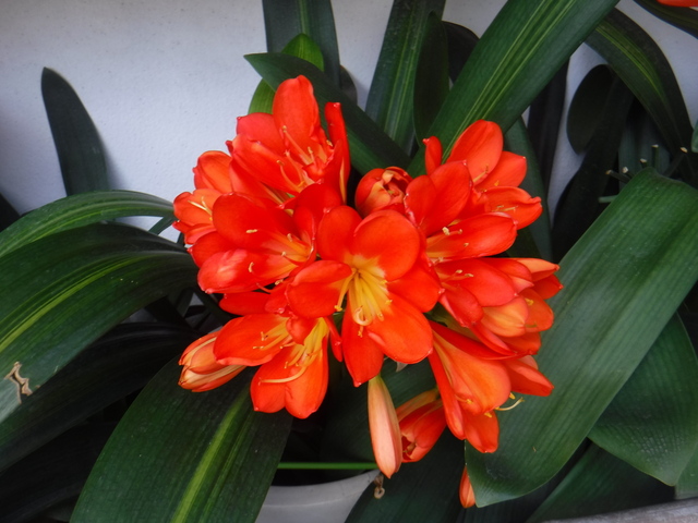 DSCF5720.JPG