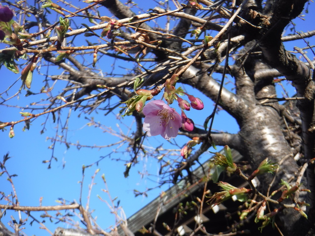 DSCF6676.JPG